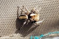 Evarcha falcata