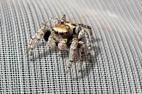 Evarcha falcata