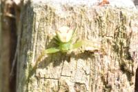 Ebrechtella tricuspidata