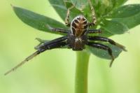Xysticus