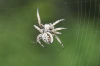 Agalenatea redii