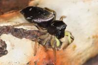 Heliophanus cupreus