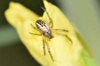 Mangora acalypha