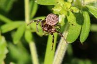 Xysticus kempeleni