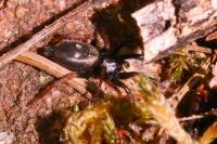Callilepis