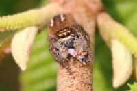 Philaeus chrysops