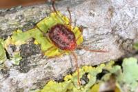 Erythraeus