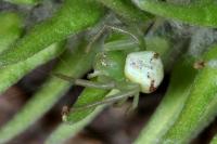 Ebrechtella tricuspidata