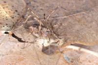 Rilaena triangularis