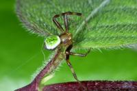 Ebrechtella tricuspidata