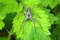 Pisaura mirabilis