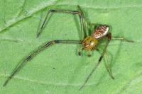 Diaea dorsata