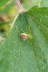 Diaea dorsata
