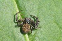 Xysticus kempeleni