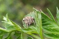 Agalenatea redii