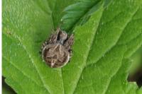 Agalenatea redii
