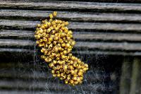 Araneus diadematus