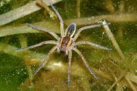 Dolomedes