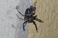 Nuctenea umbratica