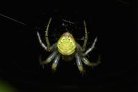 Araniella