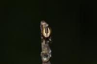 Mangora acalypha