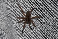 Trochosa