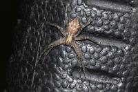 Philodromus