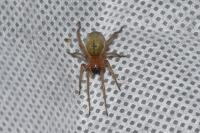 Cheiracanthium