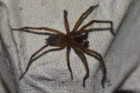Eratigena picta