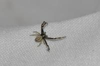 Misumena vatia