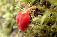 Trombidium