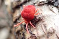 Trombidium