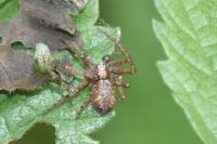 Philodromus