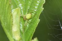 Araniella