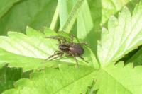 Pardosa