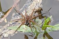 Dolomedes