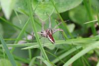 Pisaura mirabilis
