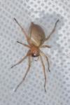 Cheiracanthium