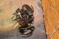 Nuctenea umbratica