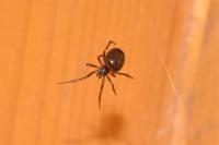 Steatoda bipunctata