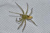 Micrommata virescens