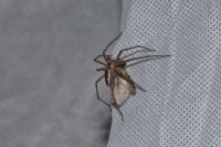 Pisaura mirabilis