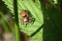 Evarcha arcuata