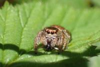 Evarcha arcuata