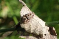 Evarcha arcuata