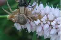 Spiracme striatipes