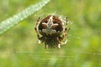 Agalenatea redii