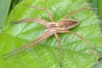 Pisaura mirabilis