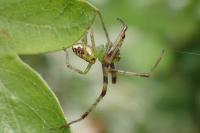 Diaea livens
