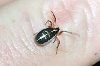 Singa nitidula